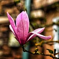 Magnolia Bloom