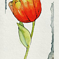 Orange and Yellow Tulip