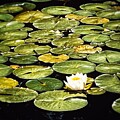 Spanaway Lake Lily