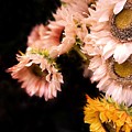 White and Yellow Sunflowers on a Black Background